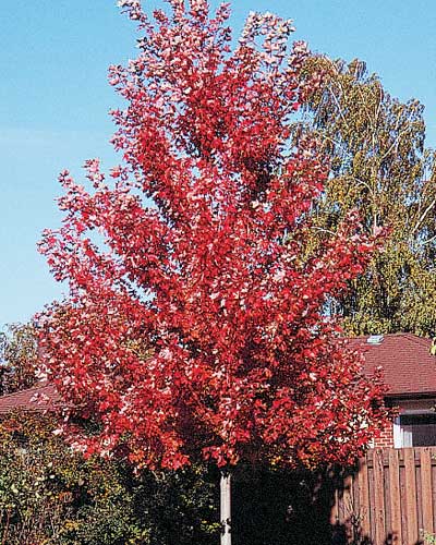 Autumn Blaze Maple