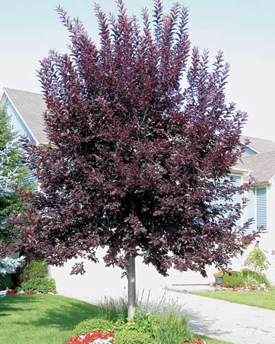 Canada Red Cherry