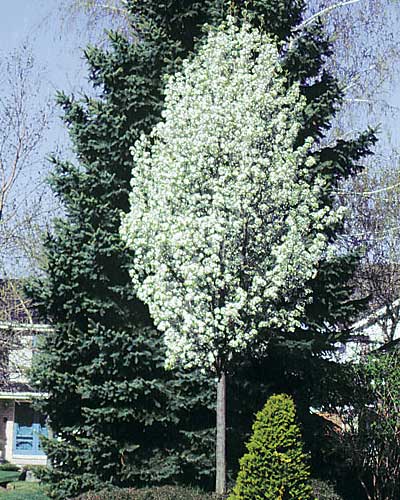 Chanticlear Pear
