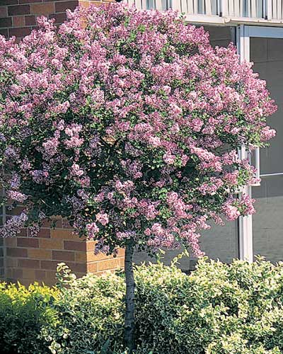 Dwarf Korean Lilac