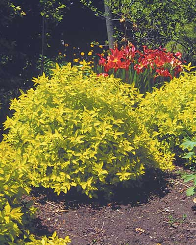 Goldmound Spirea
