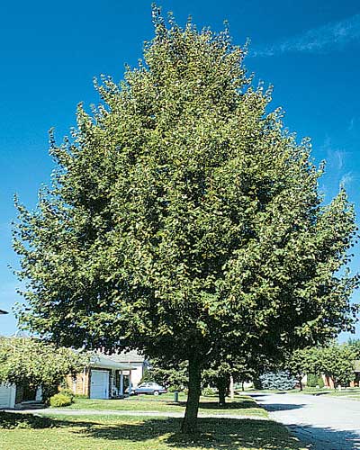 Greenspire Linden
