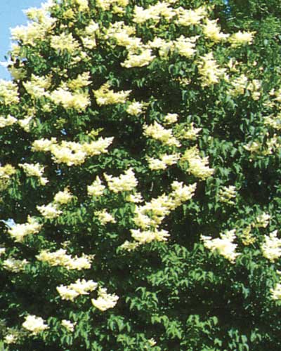 Ivory Silk Lilac