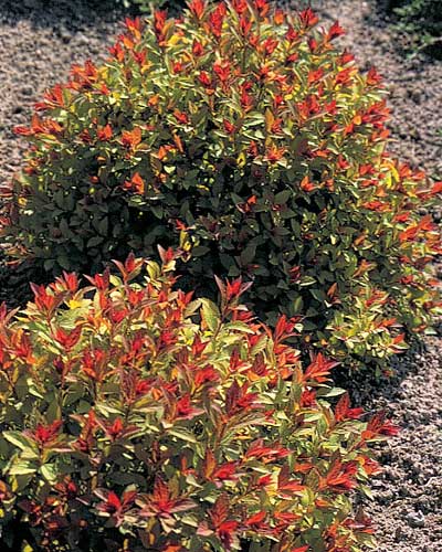 Magic Carpet Spirea