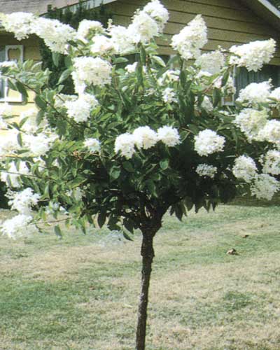 Peegee Hydrangea