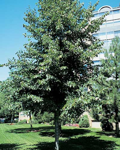 Tilia Glenleven