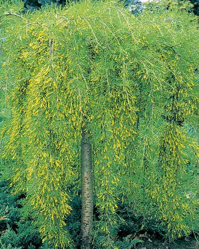 Walker Weeping Pea