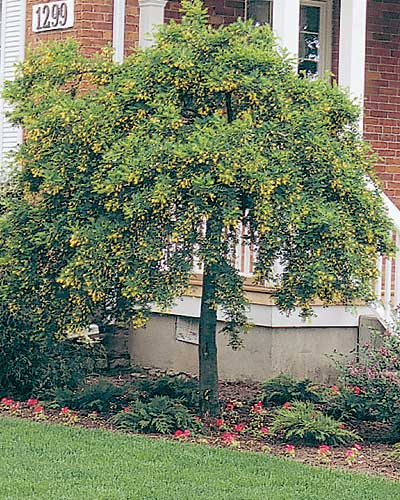 Weeping Peashrub
